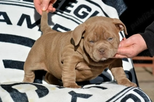 American bully micro - imagine 2
