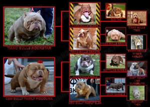 American bully micro - imagine 3