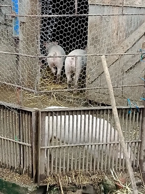 Purcei de vânzare!! - imagine 4