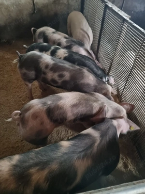 porci de vânzare  - imagine 3