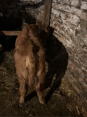 vitica de 4 saptamani  - imagine 4