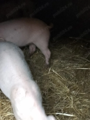 Purcei de vânzare!! - imagine 3