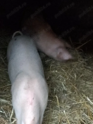 Purcei de vânzare!! - imagine 2