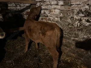 vitica de 4 saptamani  - imagine 2