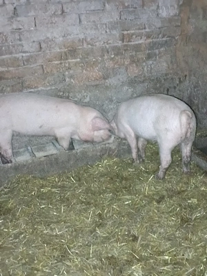 Purcei de vânzare!! - imagine 5