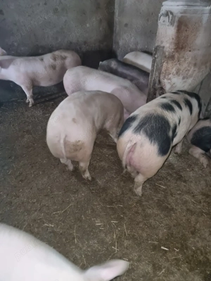 porci de vânzare  - imagine 2