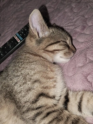 Donez pisica - imagine 5