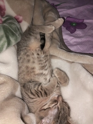 Donez pisica - imagine 4