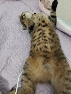 Donez pisica - imagine 2