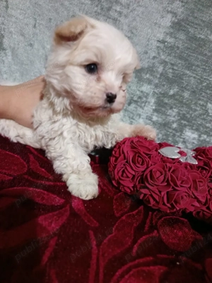 Catelusi bisoni Maltez - imagine 3