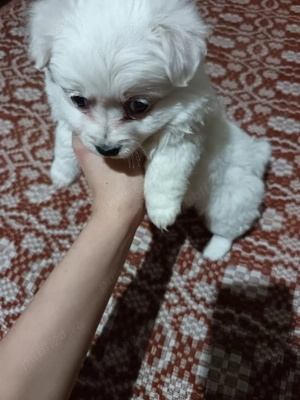 Catelusi bisoni Maltez - imagine 2