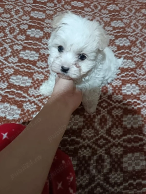 Catelusi bisoni Maltez - imagine 5