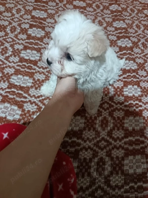 Catelusi bisoni Maltez - imagine 4