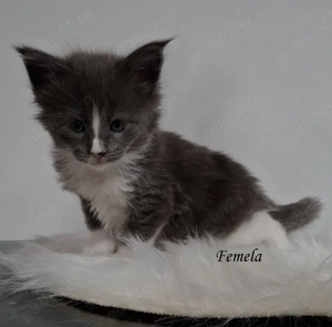 Maine Coon pisicuti cu Pedigree WCF- Felisa Autorizata Timisoara - imagine 2