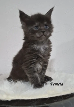 Maine Coon pisicuti cu Pedigree WCF-Felisa Autorizata Timisoara - imagine 4