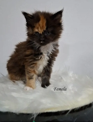 Maine Coon pisicuti cu Pedigree WCF- Felisa Autorizata Timisoara - imagine 5