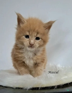 Maine Coon pisicuti cu Pedigree WCF- Felisa Autorizata Timisoara - imagine 4