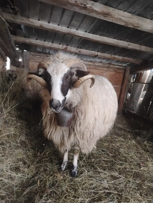 berbec căuta casă nouă  - imagine 2