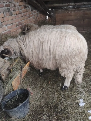 berbec căuta casă nouă  - imagine 3