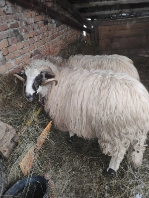 berbec căuta casă nouă  - imagine 4