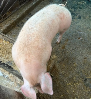 Purcea de 100 kg - imagine 2