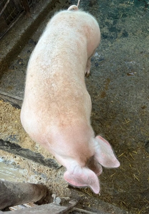 Purcea de 100 kg - imagine 3