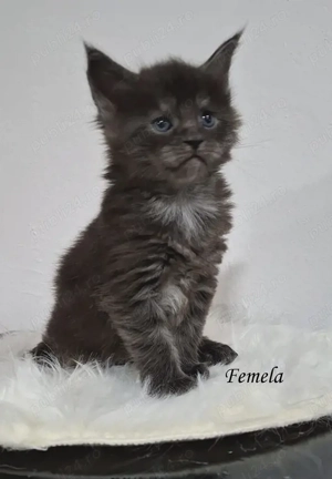 Maine Coon pisicuti cu Pedigree WCF- Felisa Autorizata Timisoara
