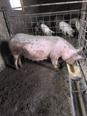 Scrofiță gestantă  - imagine 3