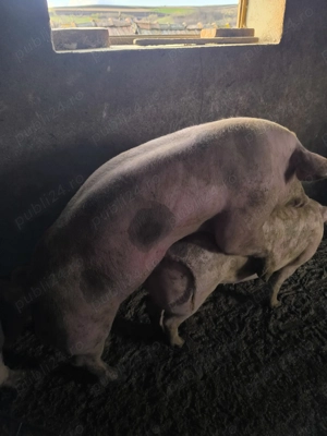 Scrofiță gestantă  - imagine 4