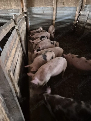 purcei de 8 saptamani,mancaciosi..au in jur de 34-40 kg..