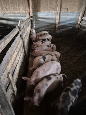 purcei de 10 săptămâni, care manaca si paie!! - imagine 2