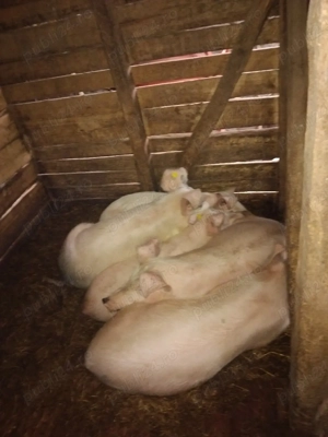 Vand porci crescuți în gospodărie - imagine 4