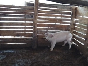 Vand porci crescuți în gospodărie - imagine 2