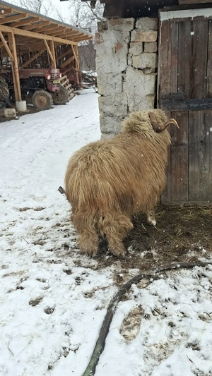 berbec disponibil  - imagine 2