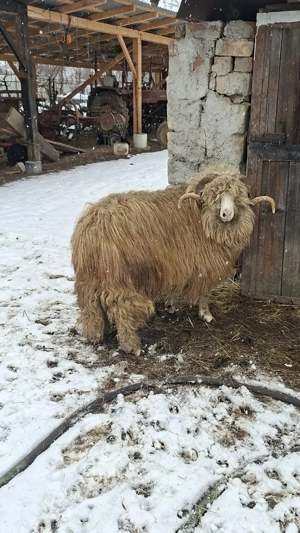 berbec disponibil  - imagine 3