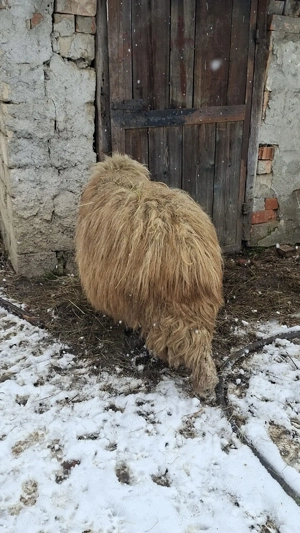 berbec disponibil  - imagine 4