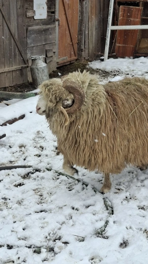 berbec disponibil  - imagine 5