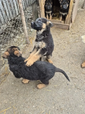 Cateluse ciobănesc german 