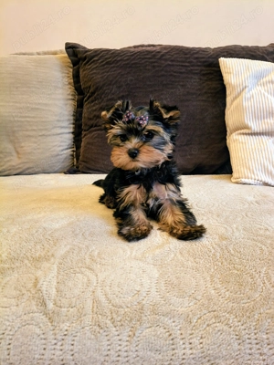Yorkshire Terrier