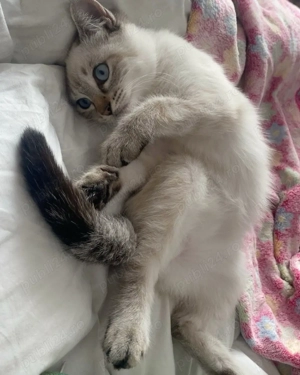 Ragdoll jucaus si activ - imagine 5