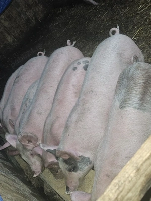 vând 19 soldani rasa de calitate de carne 35-40-45 kg 11 mascul 8 femele  - imagine 4