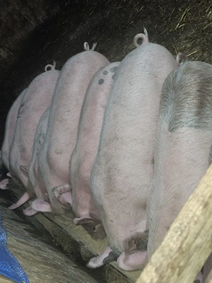 vând 19 soldani rasa de calitate de carne 35-40-45 kg 11 mascul 8 femele  - imagine 5