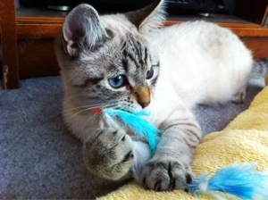 Ragdoll jucaus si activ - imagine 4