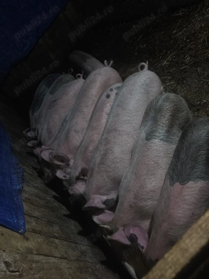 vând 19 soldani rasa de calitate de carne 35-40-45 kg 11 mascul 8 femele  - imagine 2