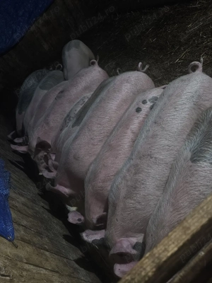 vând 19 soldani rasa de calitate de carne 35-40-45 kg 11 mascul 8 femele  - imagine 3