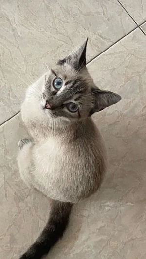 Ragdoll jucaus si activ