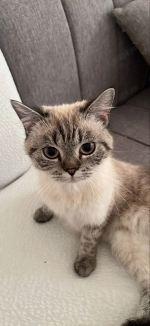 Ragdoll jucaus si activ - imagine 3