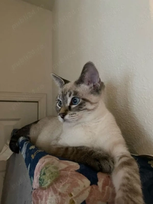 Ragdoll jucaus si activ - imagine 2