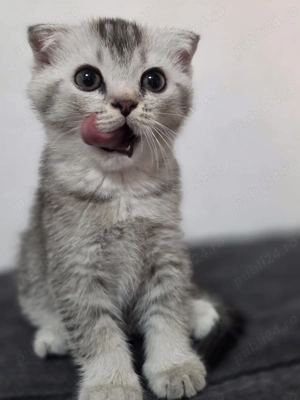 Scottish folderul 1500 ron