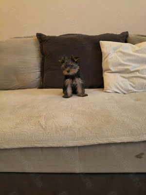 Yorkshire Terrier - imagine 2